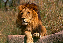 Male Asiatic Lion (Panthera leo persica) captive, India