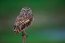 Burrowing owl in the Everglades, Florida, USA