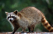 Raccoon (Procyon lotor) Everglades, Florida