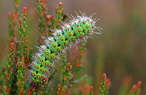 Small emperor moth caterpillar covered in dew, Belgium
