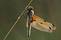 Four-spotted libellula (Libellula quadrimaculata) with dew on body and wings, Belgium