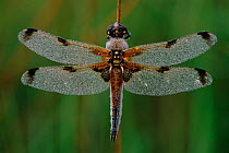 Four-spotted libellula dragonfly, Kalmthoutse Heide, Belgium