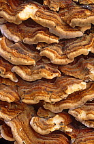 Detail of Bracket fungus  (Coriolus versicolor) Scotland