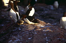 Razorbill chick {Alca torda} out of nest, Canada, Sequence 5/11