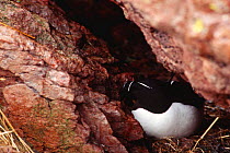Razorbill adult in nest crack (Alca torda) Canada