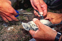 Biologists banding / ringing Razorbill (Alca torda) chicks, Canada