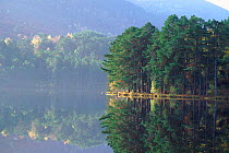 Scots pine trees by lake, Rothiemurchus, Aviemore, Scotland