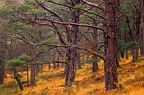 Ancient Scots pine woodland (Pinus sylvestris) Loch an Eilean, Rothiemurchus,  Scotland