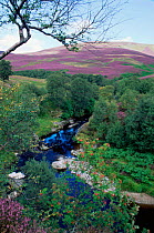 Autumn colours, Glen Lethnot, Near Montrose, Scotland - Heather flowering on moorland, stream and Rowan tree