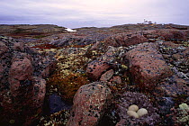 Eider eggs in down nest on tundra (Somateria mollissima) Canada