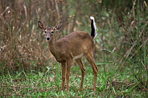 Whitetail deer, Florida, USA (Odocoileus virginianus)