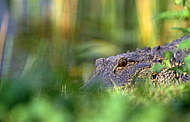 Menacing view of American alligator (Alligator mississippiensis) Everglades NP, Florida, USA