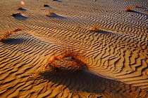Sand dunes, Kalmthoutse Heide Nature Reserve, N Belgium