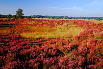 Heathland, Kalmthoutse Heide Nature Reserve, north Belgium