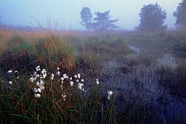 Cotton grass growing in wetland area, Kalmthoutse Heide Nature Reserve, N Belgium