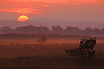 Sunset, Kalmthoutse Heide Nature Reserve, north Belgium