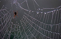 Spider on dew-covered web, Belgium