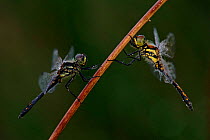 Yellow winged darters (dragonflies) on reed stem, Belgium
