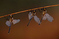 Yellow winged darters hanging from reed stem, Belgium, Europe
