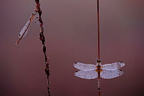 Yellow winged darter dragonfly resting on reed stem (right). Note damselfy to left with wings characteristically folded over body