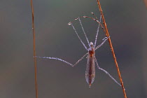 Daddy long legs cranefly covered in dew drops, Belgium