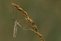 Daddy long legs / Cranefly (Tipula oleracea) covered in dew, Belgium