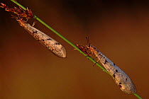 Ant lions on reed stem.