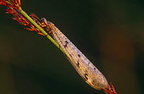 Ant lion on reed stem (Myrmeleon formicarius) Belgium