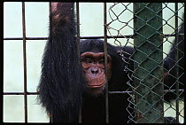 Chimpanzee in cage, Spain (Pan troglodytes)
