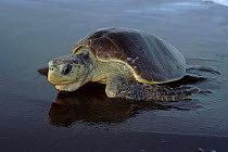 Olive Ridley Turtle coming ashore to lay eggs, Costa Rica, Pacific Coast