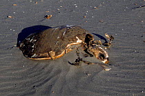 Olive Ridley turtle carcass on beach,  Costa Rica.