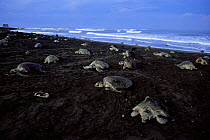 Olive Ridley Turtles (Lepidochelys olivacea) coming onto beach to lay eggs, Costa Rica.