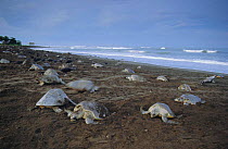 Olive Ridley turtles on nesting beach, Costa Rica - Vultures look for eggs to eat.