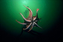 Giant Pacific octopus (Octopus dofleini) British Columbia Model released.