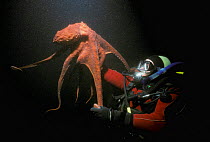 Giant octopus and diver. British Columbia.