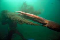 Giant Pacific octopus squirting ink at diver, British Columbia Canada