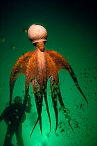 Giant Pacific octopus (Octopus dolfeini) jets away. British Columbia Model released.