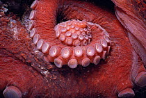 Suckers on arm of Giant Octopus (Octopus dofleini) British Columbia