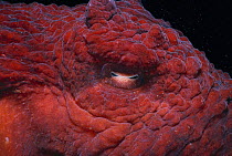 Eye of Giant Octopus (Octopus dofleini) temperate Pacific, off Canada, North America