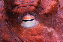 Eye of Giant Octopus (Octopus dofleini) British Columbia