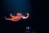 Diver waching Giant Octopus (Octopus dofleini) swimming, Pacific off British Columbia, North America Model released.