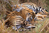 Bengal Tiger cubs resting. Bandhavgarh NP. (Panthera tigris) India