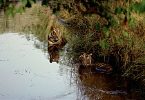 Tigers keeping cool in water, Bandhavgarh National Park, India