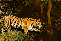 Tiger going into water to cool off, Bandhavgarh NP, India