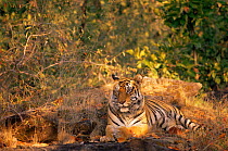 Tiger resting in woodland clearing (Panthera tigris) Bandhavgarh NP, India