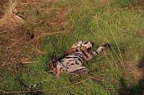 Tiger lying on its back in grass, Bandhavgarh NP, India