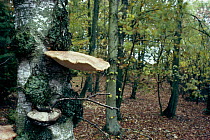 Birch Bracket fungus / Razor strop on Birch tree (Piptoporus betulinus) Scotland, UK