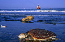 Dead Loggerhead turtle on shore (Caretta caretta) Spain