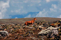 Simien Jackal (Ethiopian wolf) endemic, Ethiopia. Only about 300 of these dogs survive in the wild