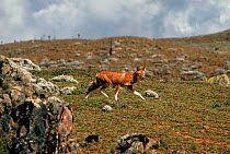 Simien Jackal (Ethiopian wolf) endemic, Ethiopia. Only about 300 of these dogs are left in the wild